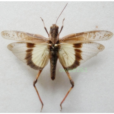 Gastrimargus africanus parvulus Sjöstedt, 1928 60mm Indonesia, Java Is